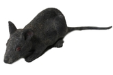 Декорации - Черная крыса