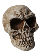 Скелеты - Древний череп