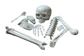 Скелеты и мертвецы - Кости скелета 10 шт