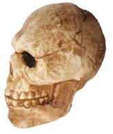 Скелеты - Состаренный череп