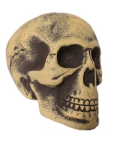 Скелеты и Зомби - Старый череп