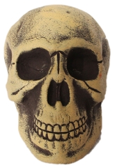 Скелеты и Зомби - Старый череп